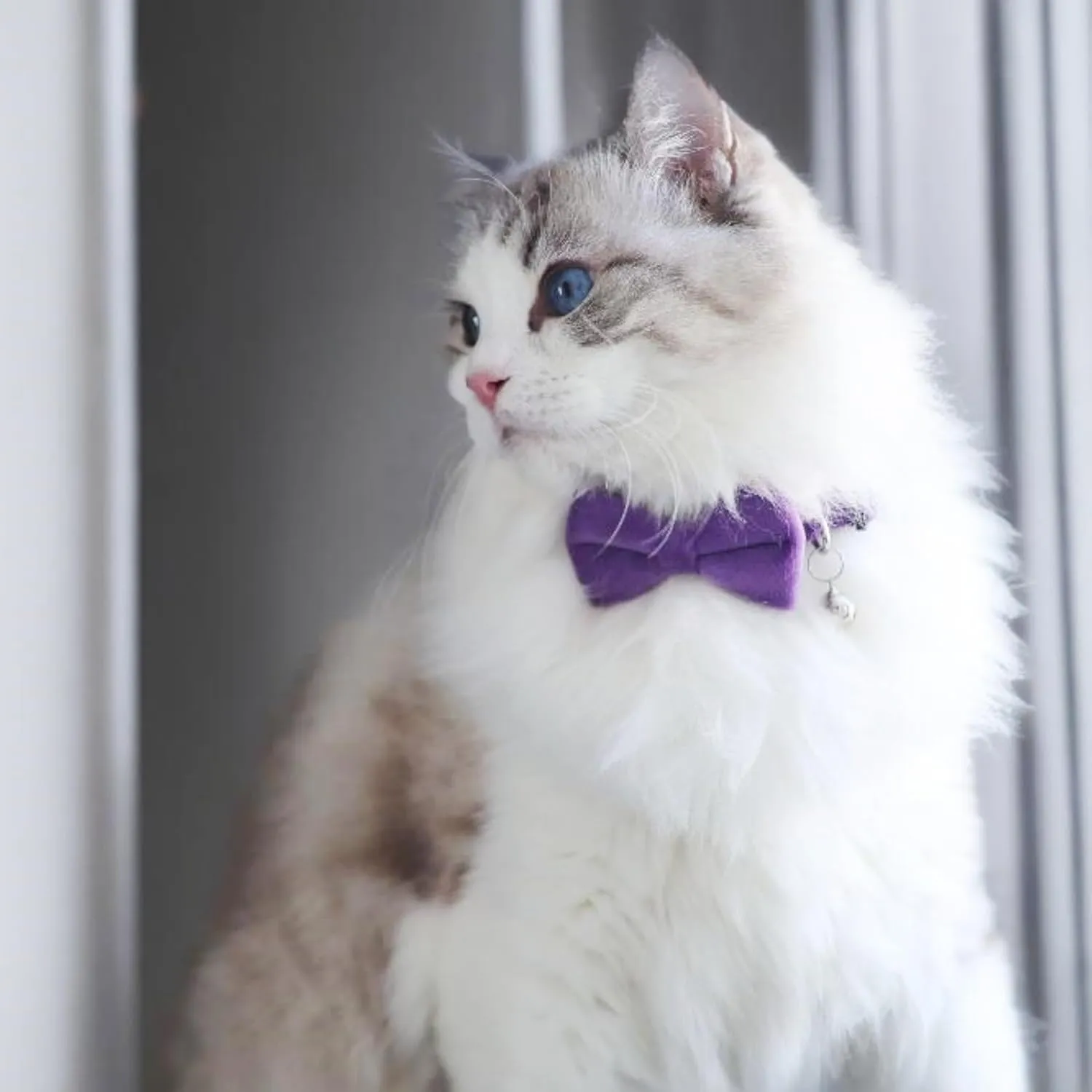Cat Collar with Bells, Bow Tie Removable, Breakaway Safety Buckle, Soft Velvet Cute, Adjustable for Girl Boy Kitty Kitten Small Pets, 7"-11", Purple