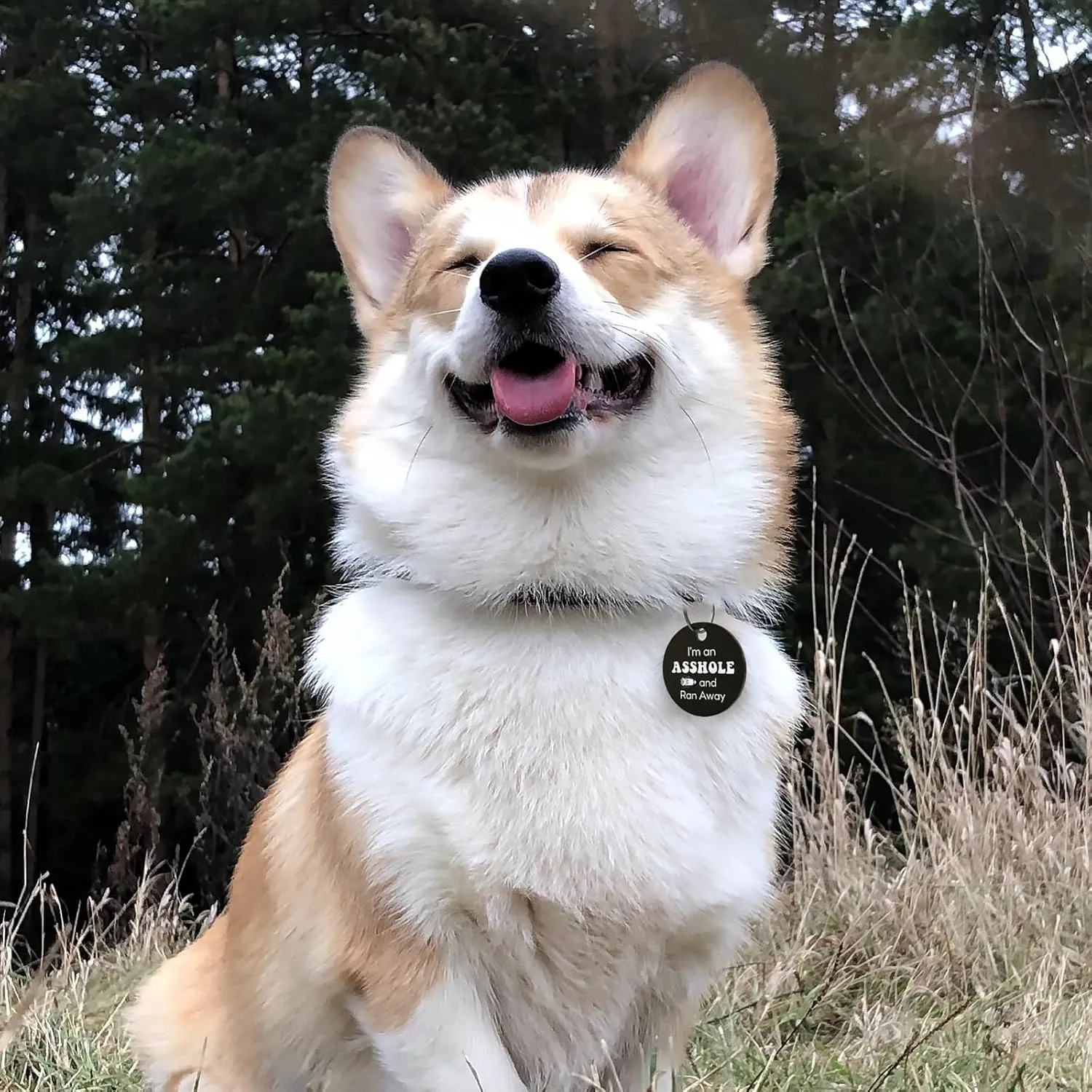 MYLUCKYTAG QR Code Stainless Steel Personalized Dog ID Tag, Engraved Dog Collar Tag for Online Pet Profile and Location Alerts